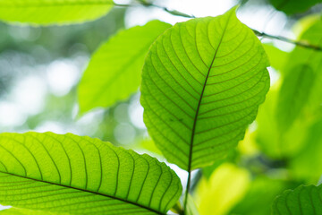  Kratom (Mitragyna speciosa)
Kratom is Thai herbal which encourage health.