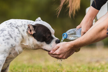 Woman giving water with the hands to an American bully dog in a park