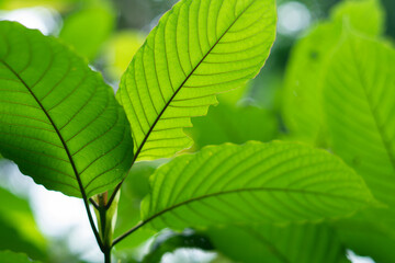 Kratom (Mitragyna speciosa)
Kratom is Thai herbal which encourage health.