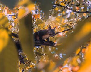 Far Eastern squirrel on a tree. Autumn.