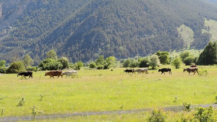Fototapeta na wymiar Cows on a mountain background. Cows graze near the mountains. Large-horned livestock.