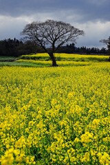 Obraz premium rapeseed field in spring