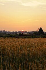 sunset over the rape flowers