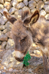 morze, plaza, wakacje, krajobraz, woda, wybrzeze, lato, podróż, niebo, mallorca, baleary, ocean, miasteczko, zwierzęta, urlop, europa, tropic, kultura, jaskinia, piach, linia brzegowa, architektura, h © Maja