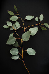 Close up green branch with leaf of eucalyptus on black background