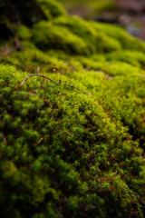 landscape of moss in the forest on the roots of trees close up