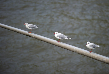 Three pigeons are sitting on a pipe..