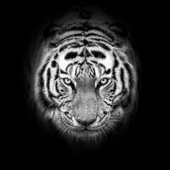 Olhares que marcam. Um tigre em preto e branco encarando a camera., Fotografia para impressão de...