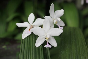 Fototapeta premium Beautiful white orchid flower growing in the sunny meadow. 