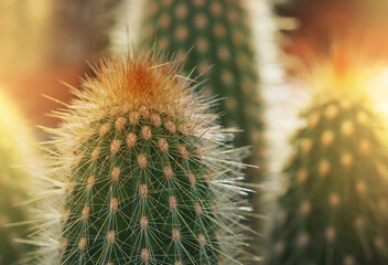 cactus with spines close-up, horizontal image abstract background in pastel colors, soft focus with shallow depth of field