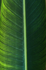 Close-up of a plant leaf