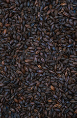 Obraz premium Texture of black malt grains, close-up. Burnt malted barley for brewers . Craft beer stout brewing from grain barley malt. 