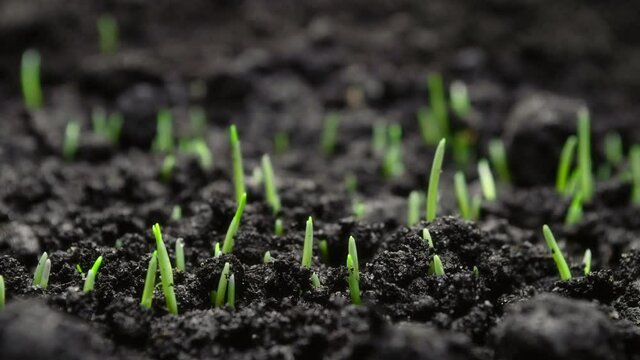 Growing Plants Timelapse Wheat Sprouts Germination Healthy Food Concept