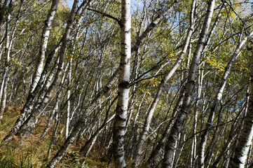 Birch forest background