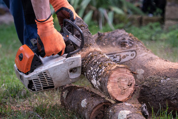Blurry motion of sawdust and chainsaw while cutting dead cherry tree branches to make firewood