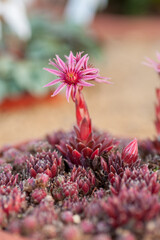 Sempervivum 'Pumaros' a dark red rosettes form tight clustering mounds. Close up. selective focus. Copy space