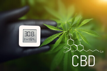 Cannabis plants, Cannabis CBD formula, growing marijuana and measuring humidity and temperature with a thermo-hygrometer in a hand with a black glove. Growing weeds for hashish production
