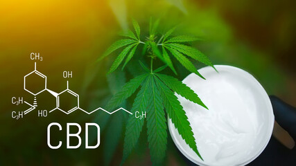 Moisturizer in cannabis jar against the background of hemp bush. Cosmetic hemp skin care cream. CBD...