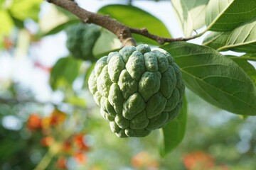 fresh green sugar apple fruit in nature garden