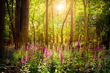 Foxgloves growing in bright sunshine in the New Forest © allouphoto