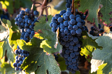 Vineyards in early autumn in Spain