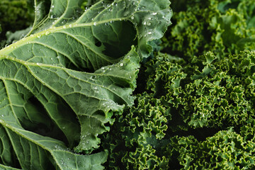 Kale salad leaves with water drops.