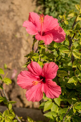 rośliny, flora, działka, róża, liście, zieleń, tropiki, kolor, owoce, łaka, botanic, flores,  bukiet, ogród, ziemia, motyle, owady, wiosna, spring, nature, lato, kwiaciarnia, flowerpower,  © Maja