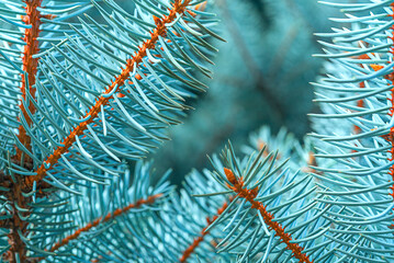 Naklejka na ściany i meble Blue spruce close up background with copy space, macro photo