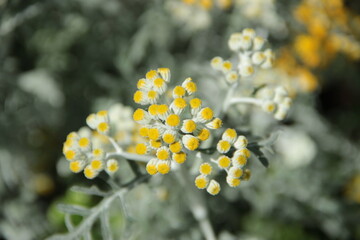 rośliny, flora, działka, róża, liście, zieleń, tropiki, kolor, owoce, łaka, botanic, flores,  bukiet, ogród, ziemia, motyle, owady, wiosna, spring, nature, lato, kwiaciarnia, flowerpower,  © Maja