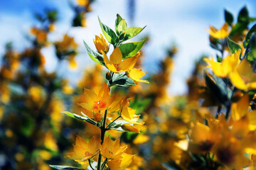 rośliny, flora, działka, róża, liście, zieleń, tropiki, kolor, owoce, łaka, botanic, flores,  bukiet, ogród, ziemia, motyle, owady, wiosna, spring, nature, lato, kwiaciarnia, flowerpower,  © Maja
