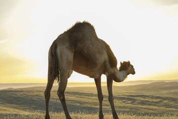 Camel standing on Desert land at Sunrise.
