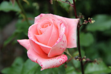 rośliny, flora, działka, róża, liście, zieleń, tropiki, kolor, owoce, łaka, botanic, flores,  bukiet, ogród, ziemia, motyle, owady, wiosna, spring, nature, lato, kwiaciarnia, flowerpower,  © Maja
