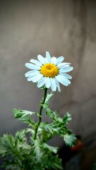 Obraz premium daisies in a vase