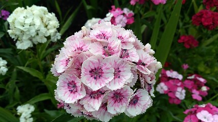 rośliny, flora, działka, róża, liście, zieleń, tropiki, kolor, owoce, łaka, botanic, flores,  bukiet, ogród, ziemia, motyle, owady, wiosna, spring, nature, lato, kwiaciarnia, flowerpower,  © Maja