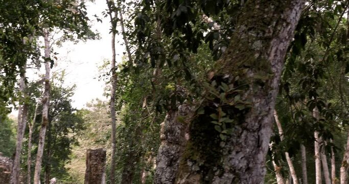 Zona Arqueol&oacute;gica de la ciudad Maya de Calakmul, Campeche, M&eacute;xico.