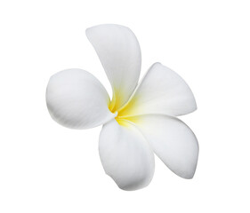 Naklejka na ściany i meble frangipani flowers isolated on white