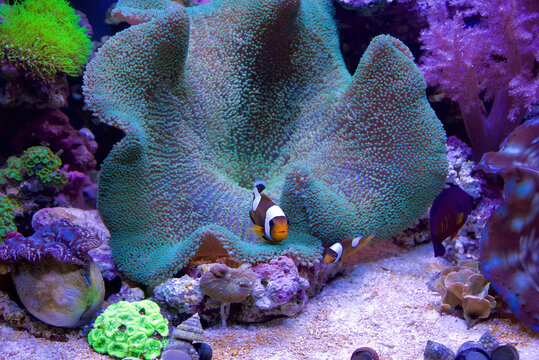 Two Amphiprion polymnus, also known as the saddleback clownfish or yellowfin anemone fish seek protection from a Haddon's Carpet Sea Anemone, Stichodactyla haddoni