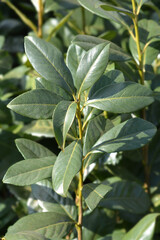 Laurel cherry Rotundifolia