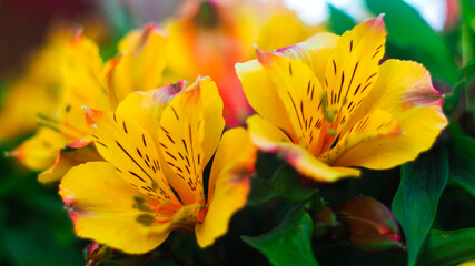 Macro de pétales d'Alstroemeria jaunes, ou Lis des incas © Anthony