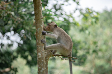 squirrel in the tree