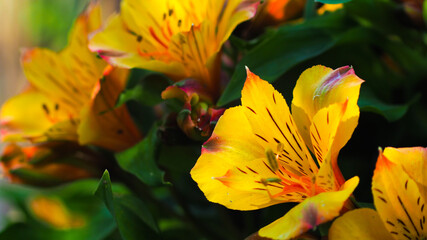 Macro de p&eacute;tales d'Alstroemeria jaunes, ou Lis des incas