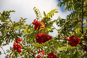 Obraz premium Close up on a Rowan tree branch laden with Rowen berries