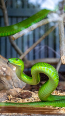 A green snake in a glass cage 