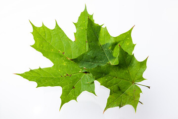 Fototapeta premium Green maple leaf isolated on white background
