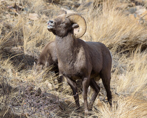 Naklejka na ściany i meble Colorado Rocky Mountain Bighorn Sheep. Bighorn Ram