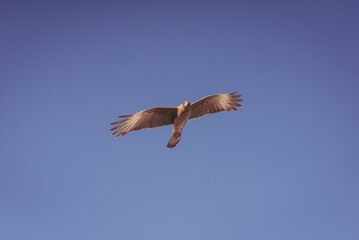Eagle bird flying in a blue sky