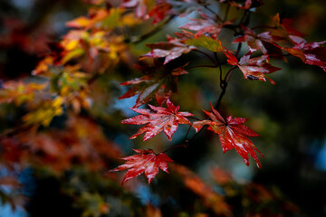 Fototapeta premium 雨に濡れた紅葉の葉
