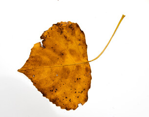 Naklejka premium autumn birch yellow leaves isolated on white background