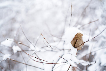 Thin bare branches and dry leaf covered in fresh snow on winter day in park. Winter background.