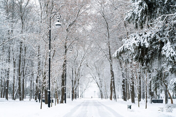 Empty park alley and trees covered in fresh snow. Winter day in Moscow. City park landscape.